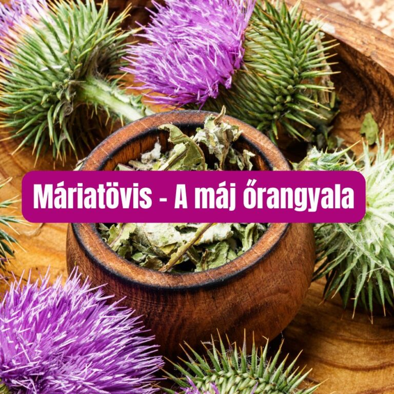 A máriatövis (Silybum marianum) évszázadok óta használt gyógynövény, amely napjainkban is a májbetegségek természetes védelmezője.