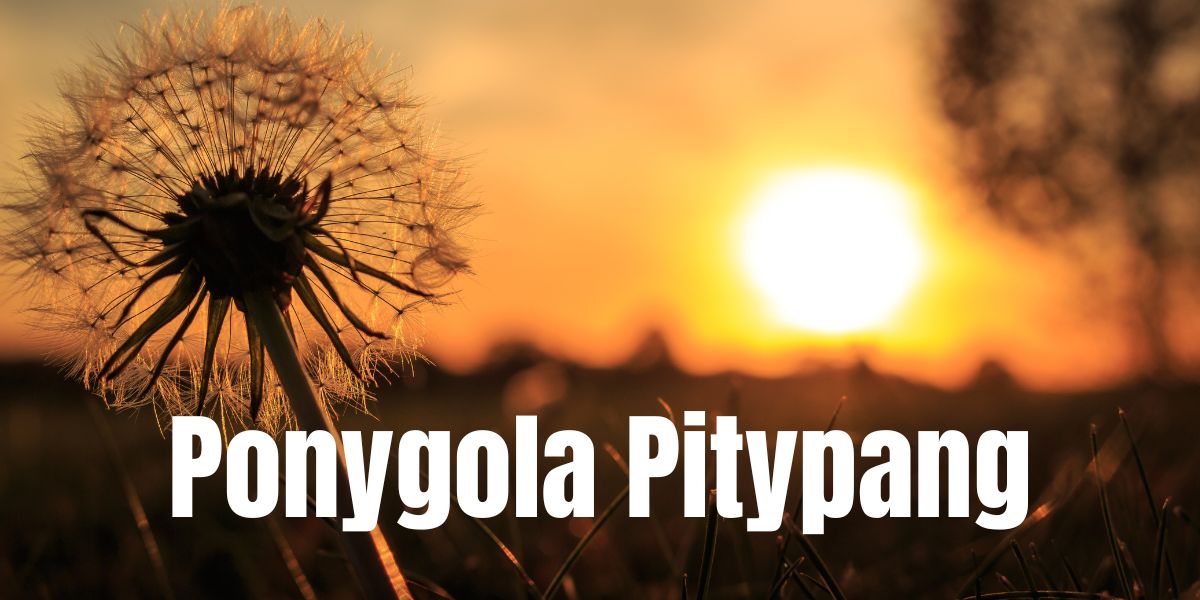 Pongyola pitypang (Taraxacum officinale)