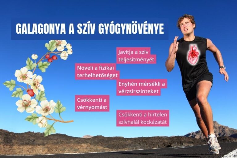 szívbarát gyógynövény galagonya