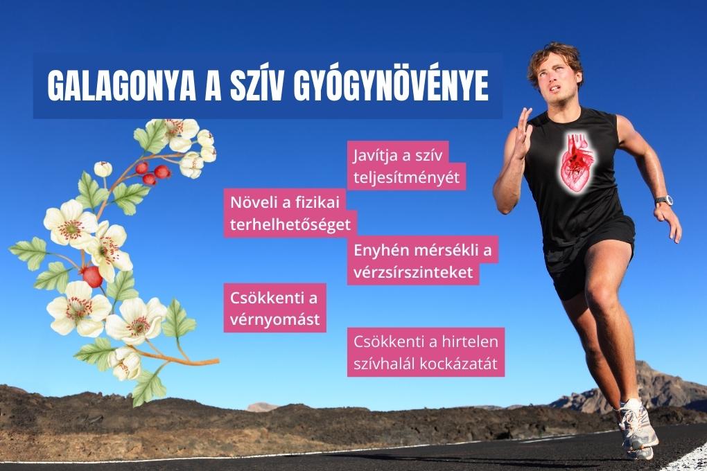 szívbarát gyógynövény galagonya