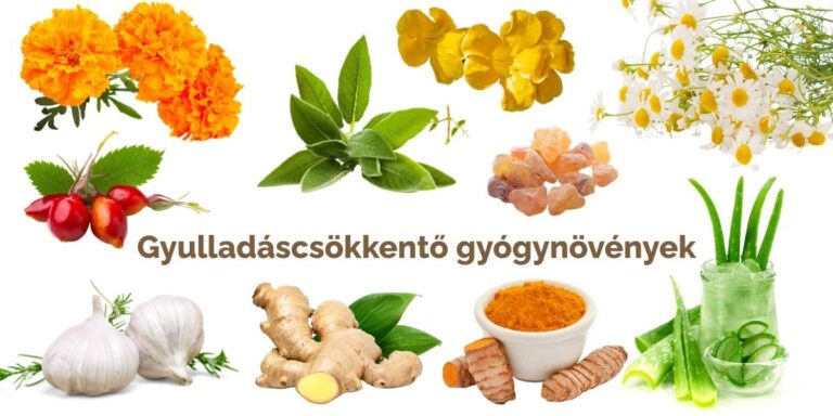 gyulladáscsökkentő gyógynövények