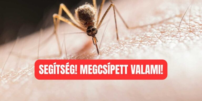 Mit tehetsz rovarcsípés esetén 4.2 tipp